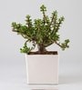 Jade Plant In White Ceramic Pot