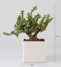 Jade Plant In White Ceramic Pot