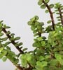 Jade Plant In White Ceramic Pot