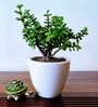 Jade Natural Plants With White Pot