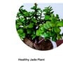 Jade Natural Plants With White Pot