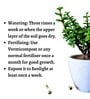 Jade Natural Plants With White Pot