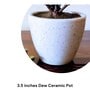 Jade Natural Plants With White Pot