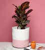 Set Of 2 Pink & White Jute Handwoven Multipurpose Planter & Storage Basket