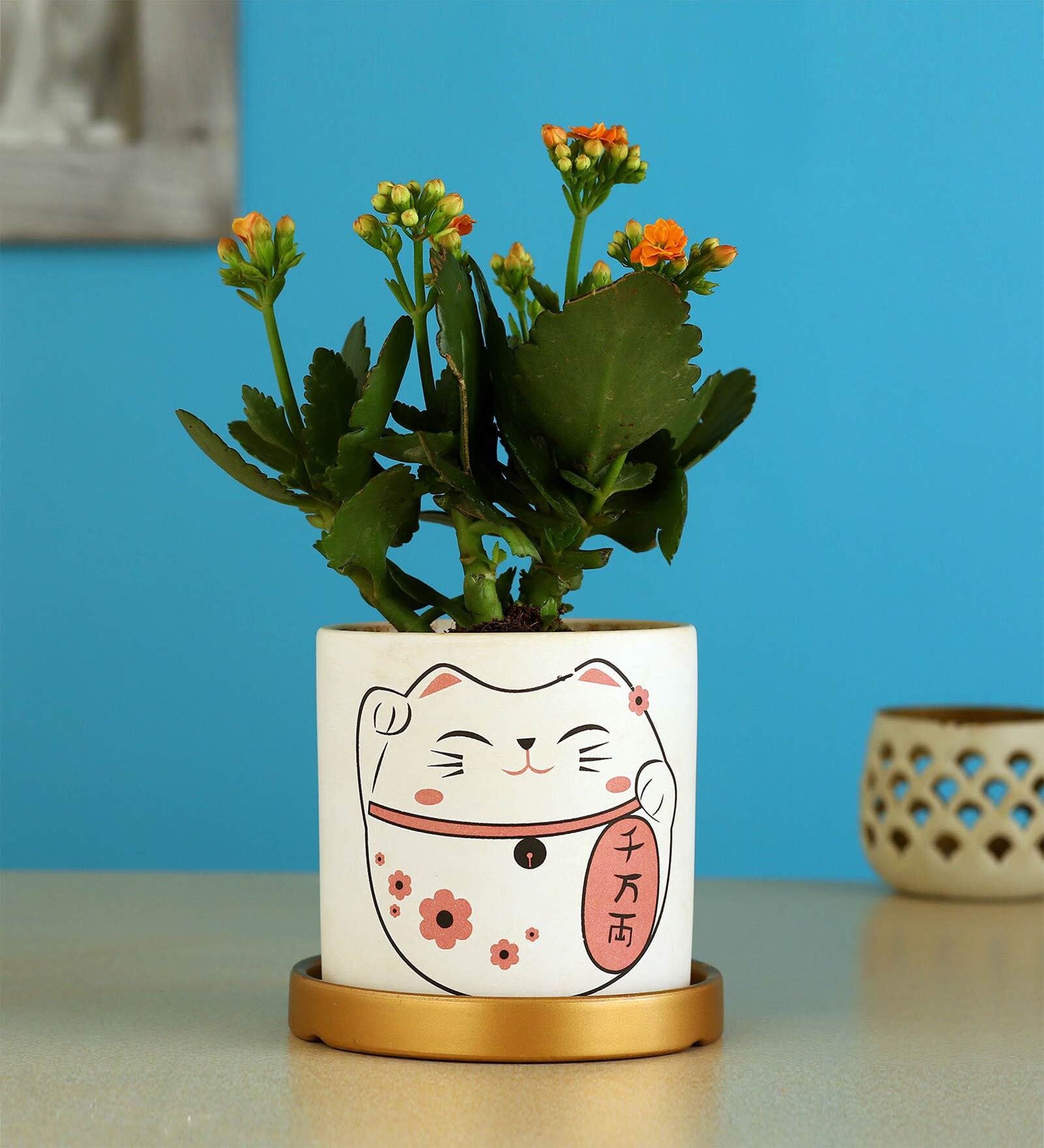 Kalanchoe Natural Plant In Cat Print Ceramic Pot With Golden Plate