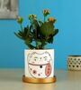 Kalanchoe Natural Plant In Cat Print Ceramic Pot With Golden Plate
