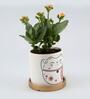 Kalanchoe Natural Plant In Cat Print Ceramic Pot With Golden Plate