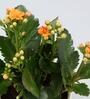 Kalanchoe Natural Plant In Cat Print Ceramic Pot With Golden Plate