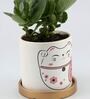 Kalanchoe Natural Plant In Cat Print Ceramic Pot With Golden Plate