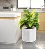 KIA RD White 12 Inch German Polymer Round Plant Container