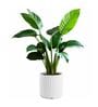 KIA RD White 17 Inch German Polymer Round Plant Container