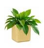 KIA SQ Beige 10 Inch German Polymer Round Plant Container