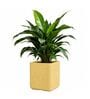 KIA SQ Beige 12 Inch German Polymer Round Plant Container
