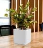 KIA SQ White 10 Inch German Polymer Round Plant Container