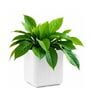 KIA SQ White 10 Inch German Polymer Round Plant Container