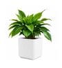 KIA SQ White 15 Inch German Polymer Round Plant Container