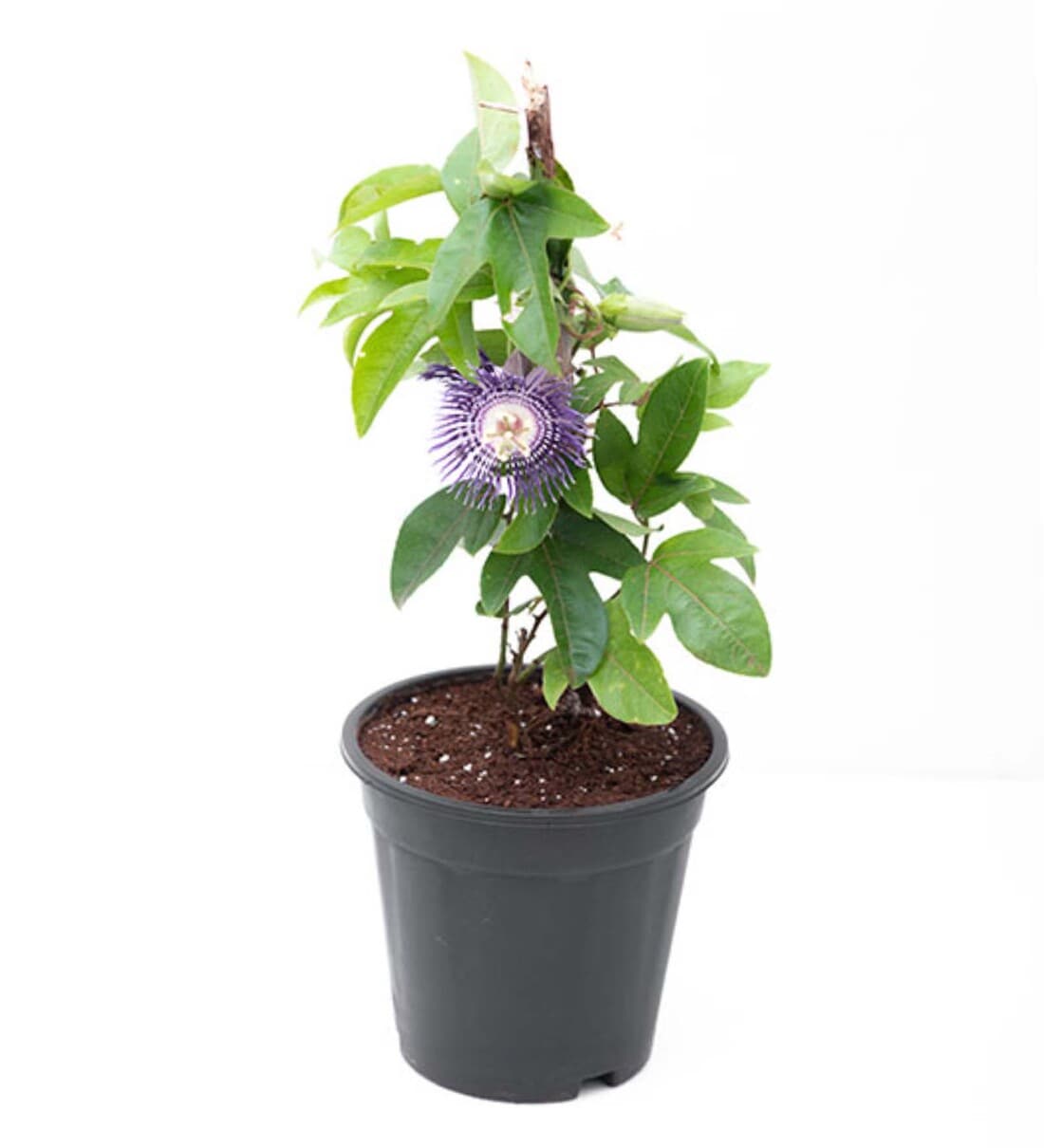 Buy Krishna Kamal, Passion Flower, Passiflora Incarnata Natural Plant
