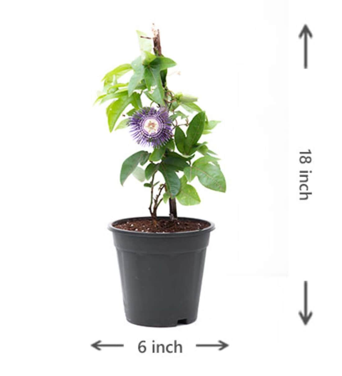 Buy Krishna Kamal Passion Flower Passiflora Incarnata Natural Plant By Nurserylive Online 