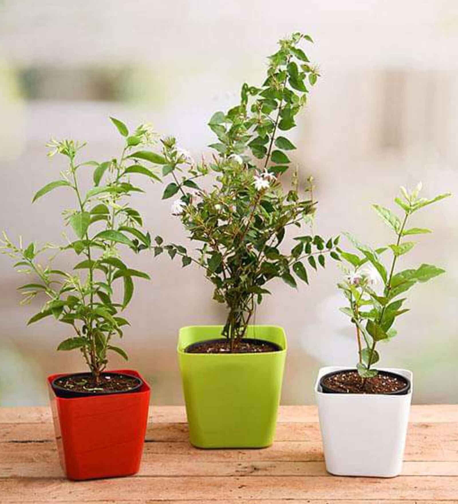 Kunda , Raat Ki Rani , Jasminum Mogra Natural Plant