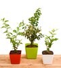 Kunda , Raat Ki Rani , Jasminum Mogra Natural Plant