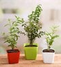 Kunda , Raat Ki Rani , Jasminum Mogra Natural Plant