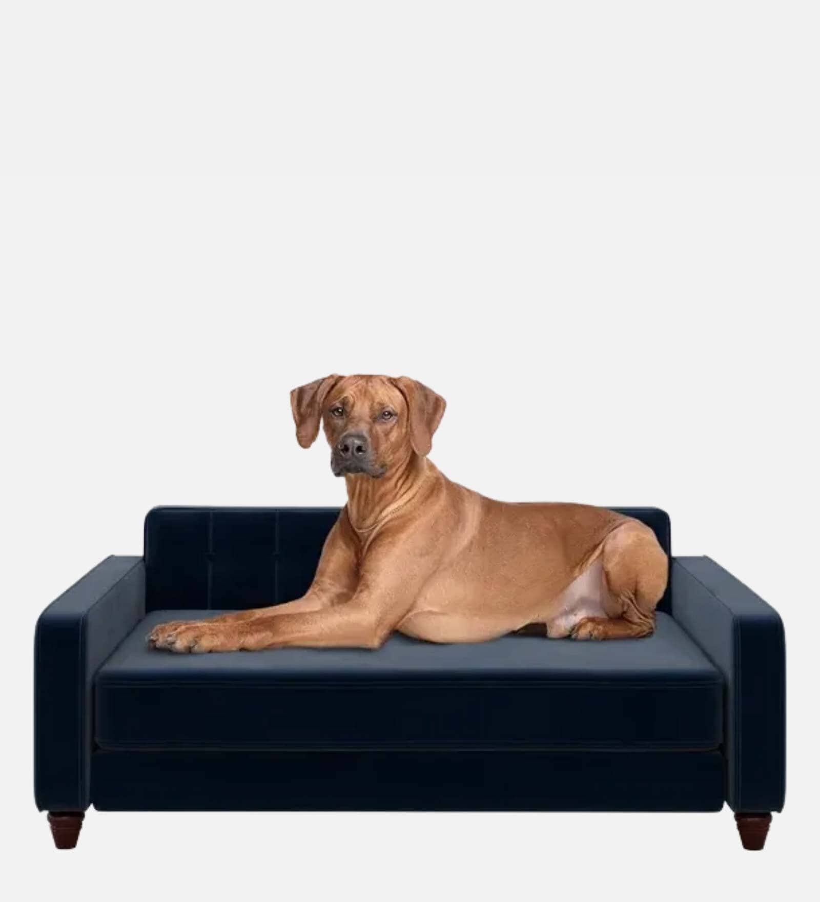 Extra Large Pet Sofa Size In blue