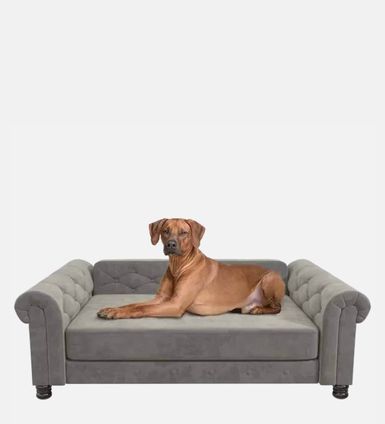 Buy Extra Large Pet Sofa Size In grey By Dogily at 100 OFF by Dogily