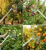 Blue And With Fruit Picker Head with Net