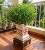 Large Ceramic Tulsi Planter