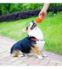 Latex Material Squeaky Dog Toy in  Orange Colour
