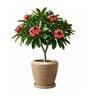 LAVA Beige 12 Inch German Polymer Round Plant Container With Saucer