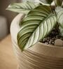 LAVA Beige 12 Inch German Polymer Round Plant Container With Saucer