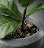 LAVA Grey 12 Inch German Polymer Round Plant Container With Saucer