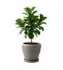 LAVA Grey 12 Inch German Polymer Round Plant Container With Saucer