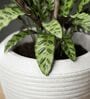 LAVA Marble White 12 Inch German Polymer Round Plant Container With Saucer