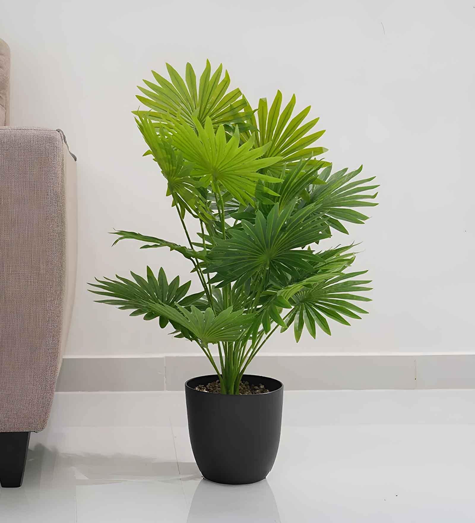 Broad Leaf Lady Palm