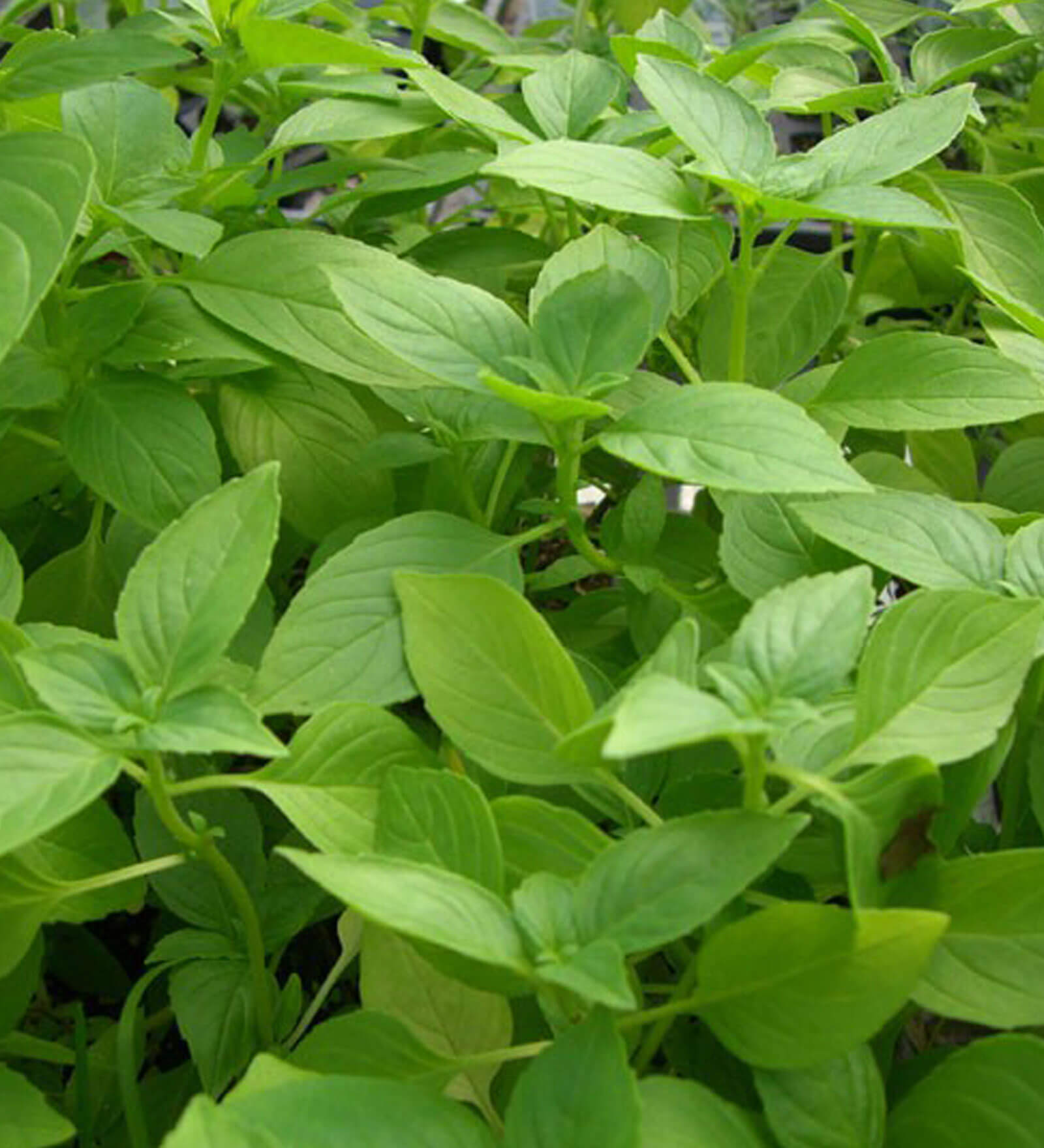 Buy Lemon Herb Seeds By Chhajed Garden Online Seeds