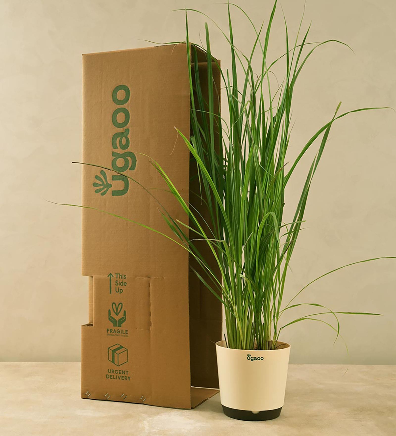 Buy Lemon Grass Indoor Plants At 21 OFF By Ugaoo Pepperfry   Lemon Grass Indoor Plants By Ugaoo Lemon Grass Indoor Plants By Ugaoo Vctde8 