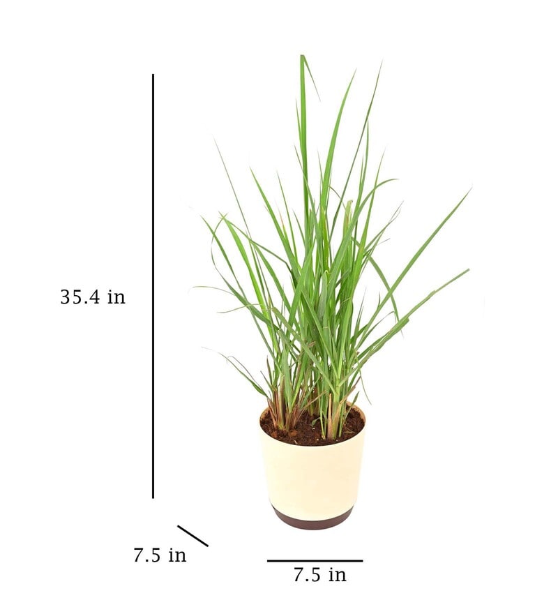 Buy Lemon Grass Indoor Plants by Ugaoo Online Indoor Plants Natural