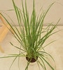Lemon Grass Indoor Plants