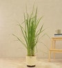 Lemon Grass Indoor Plants