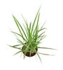 Lemon Grass Indoor Plants