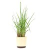 Lemon Grass Indoor Plants