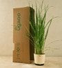 Lemon Grass Indoor Plants