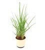 Lemon Grass Indoor Plants