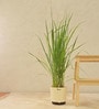 Lemon Grass Indoor Plants