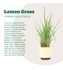 Lemon Grass Indoor Plants