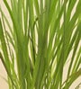 Lemon Grass Indoor Plants