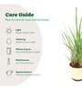 Lemon Grass Indoor Plants