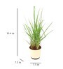Lemon Grass Indoor Plants